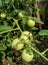 Green tomatoes, grown in a tomato nursery.