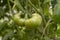 Green tomatoes hang from a branch, expressing vegetables in a greenhouse on their own plot.