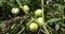 green tomatoes hang on a branch in the garden on a sunny day