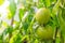 Green tomatoes hang on a branch in a greenhouse. Ripening vegetables. Preparing for the harvest. Healthy food