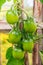 Green tomatoes hang on a branch in a greenhouse. Ripening vegetables. Preparing for the harvest. Healthy food