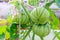 Green tomatoes hang on a branch in a greenhouse. Ripening vegetables. Preparing for the harvest. Healthy food