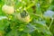 Green tomatoes hang on a branch in a greenhouse. Ripening vegetables. Preparing for the harvest. Healthy food