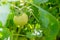 Green tomatoes hang on a branch in a greenhouse. Ripening vegetables. Preparing for the harvest. Healthy food