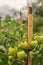 Green tomatoes are hanging from the bushes. Unripe vegetables.