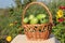 The green tomatoes lying in a wattled basket