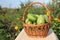 The green tomatoes lying in a wattled basket