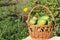 The green tomatoes lying in a wattled basket