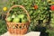 The green tomatoes lying in a wattled basket in a gar