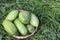 The green tomatoes lying in a wattled basket on a grass