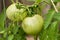 Green Tomatoes On Plant