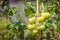 Green tomatoes on a plant of a hobby gardener