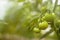 Green tomatoes plantation. Tomato plants in greenhouse.