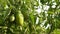 Green tomatoes ripen on a branch of a bush. close-up. Fetus of tomato plant in greenhouse. agricultural business. unripe