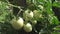 Green tomatoes ripen on a branch of a bush. unripe tomatoes on farmers plantation close-up. Fetus of tomato plant in