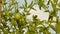 Green tomatoes ripen on a branch of a bush. unripe tomatoes on farmers plantation close-up. Fetus of tomato plant in