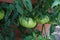 Green tomatoes ripen on the branches of a tomato bush