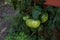 Green tomatoes ripen on the branches of a tomato bush