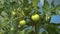 Green tomatoes ripening on a vine