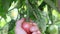 Green tomatoes ripening on vine