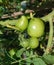 Green Tomatoes on the Vine 1