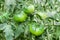 Green tomatos growing in country vegetable garden