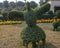 Green topiary of a bird