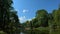 Green topical forest in daylight, green trees fresh lake