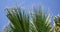 Green tops of palm leaves against the sky, close-up