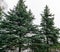 Green tops spruce branches, fluffy christmas tree background, Fresh fir branch, pines, spruce on a background of sky look from the