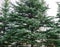 Green tops spruce branches, fluffy christmas tree background, Fresh fir branch, pines, spruce on a background of sky look from the