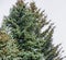 Green tops spruce branches, fluffy christmas tree background, Fresh fir branch, pines, spruce on a background of sky look from the