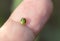 Green Tortoise Beetle  Cassida circumdata ,A ladybug walking on a man`s finger