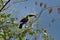 Green Toucan in Osa Peninsula, Costa Rica