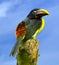 Green toucanets toucans