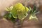 Green toxic flower hellebores,  Helleborus odorus