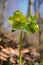 Green toxic flower hellebores,  Helleborus odorus, in the forest