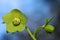 Green toxic flower hellebores,  Helleborus odorus, over blue sky