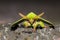 Green Trabala pallida moth