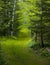 Green Track Through Wet Forest