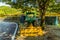 Green tractor parked under a large shade tree
