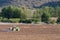 Green tractor spraying a newly prepared orchard at Kredouw