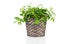Green tradescantia plant in pot