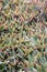 Green tradescantia spathacea plants in nature garden