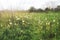 Green trail with aerial dandelions in spring. sunset rays and light. green grass, place for text. background