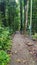 Green Trail in the Forest