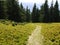 Green trail in the spruce forest