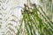 Green translucent horsetail plant on cracked painted plywood