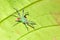 Green translucent jumping spider