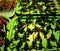 Green Trays with Fried Scorpions, Exotic Food